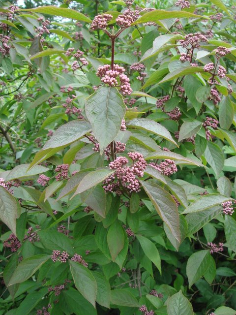 Callicarpa longifolia fleur P1B